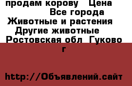 продам корову › Цена ­ 70 000 - Все города Животные и растения » Другие животные   . Ростовская обл.,Гуково г.